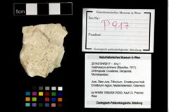 Foto (Objekt + Etikett) von Gastrosacus eminens (Blaschke, 1911)  (NHMW-GEO-2014-0194-0917)